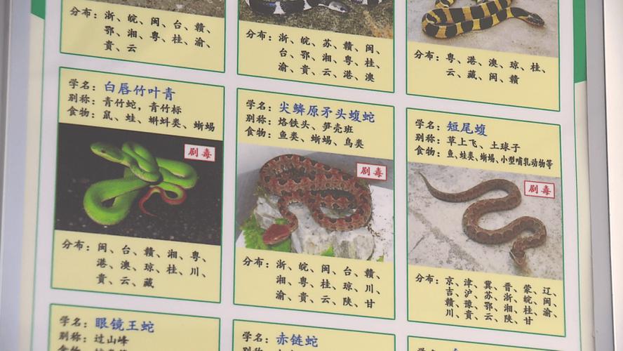 新澳2025正版免費資料和放生毒蛇有人被咬伤与放生毒蛇有人被咬伤怎么办