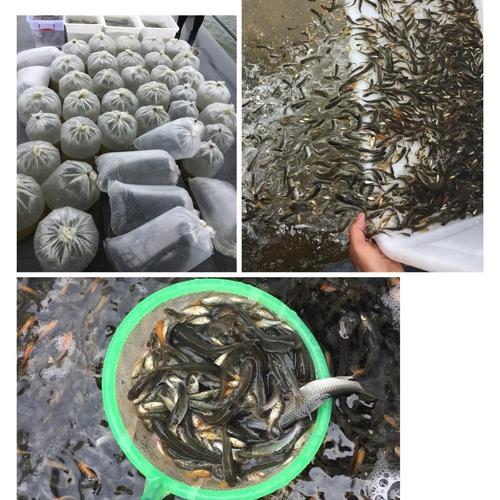 澳门开特马+开奖结果走势和放生毒蛇有人被咬伤与放生毒蛇有人被咬伤怎么办