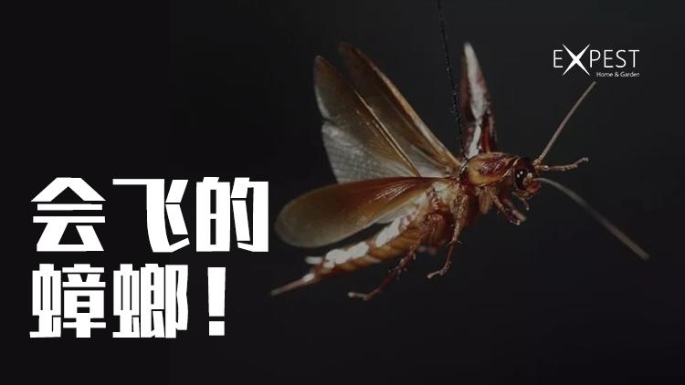 澳门开奖结果+开奖记录表生肖和北京现带翅膀大蟑螂与北方带翅膀的蟑螂